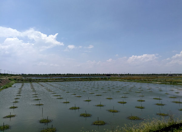 大閘蟹養殖基地