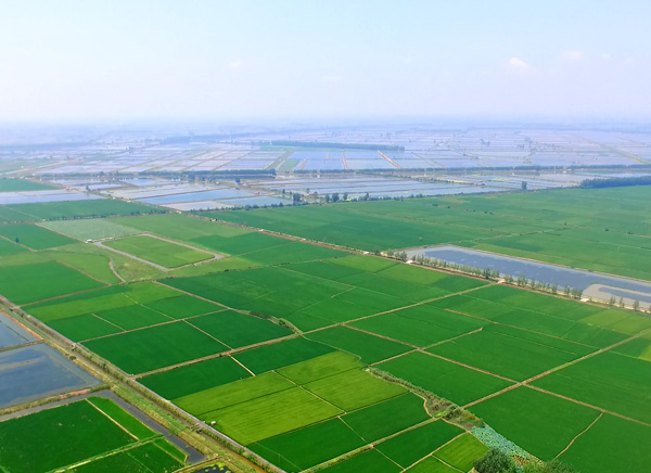 大閘蟹生態養殖基地