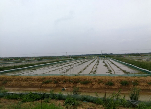 養殖基地