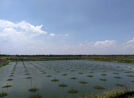 大閘蟹養殖基地