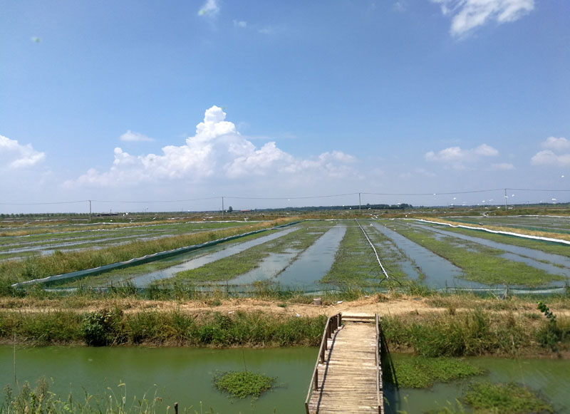湖北小龍蝦批發