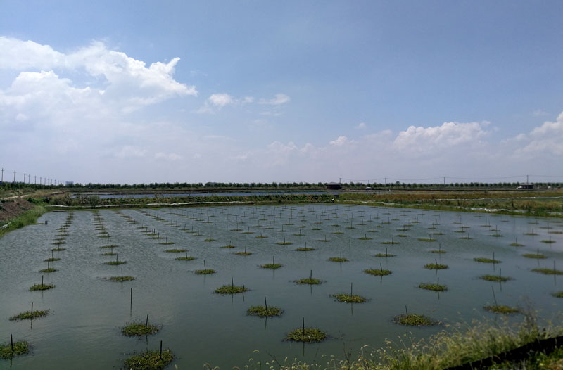 湖北大閘蟹批發