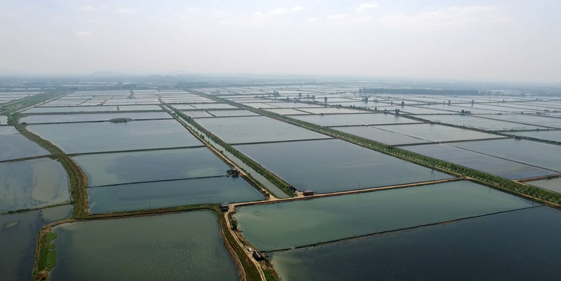 湖北小龍蝦批發